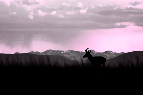 Pronghorn Silhouette Overtakes Stormy Mountain Range (Pink Tone Photo)
