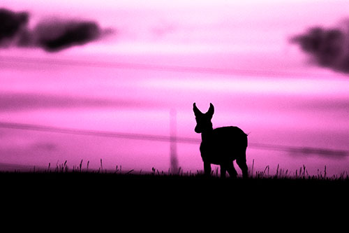 Pronghorn Silhouette Watches Sunset Atop Grassy Hill (Pink Tone Photo)