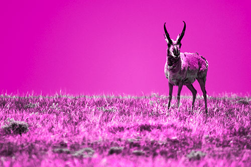 Pronghorn Standing Along Grassy Horizon (Pink Tone Photo)