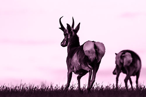 Pronghorns Begin Sprinting Towards Herd (Pink Tone Photo)