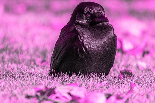 Puffy Crow Standing Guard Among Leaf Covered Grass (Pink Tone Photo)