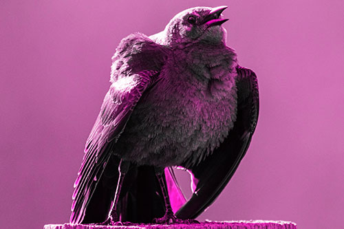 Puffy Female Grackle Croaking Atop Wooden Fence Post (Pink Tone Photo)