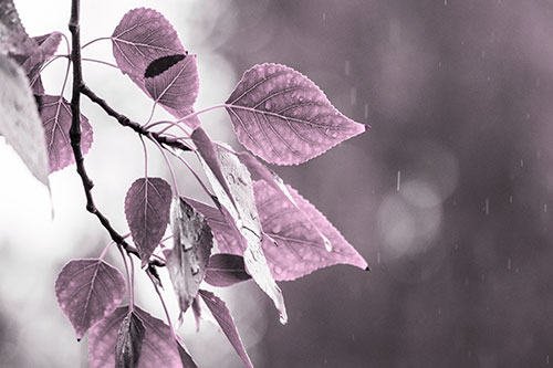 Rain Falling On Tree Leaves (Pink Tone Photo)