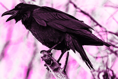 Raven Croaking Among Tree Branches (Pink Tone Photo)