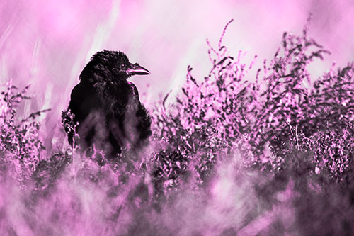 Raven Glancing Sideways Among Plants (Pink Tone Photo)