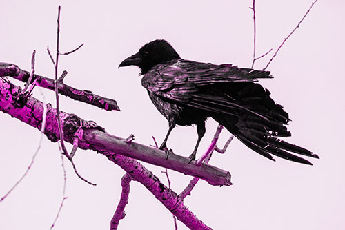 Raven Grips Onto Broken Tree Branch (Pink Tone Photo)