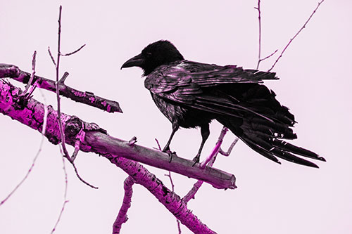 Raven Grips Onto Broken Tree Branch (Pink Tone)