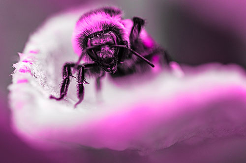 Red Belted Bumble Bee Crawling Flower Petal Edge (Pink Tone Photo)