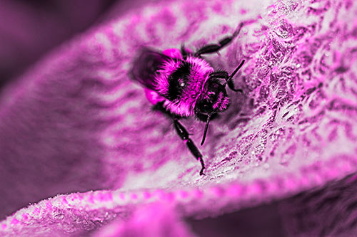 Red Belted Bumble Bee Standing Among Inclined Petal (Pink Tone Photo)