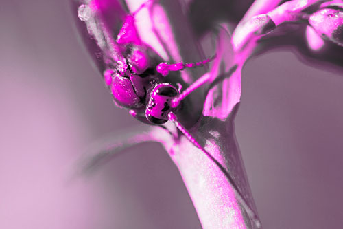 Red Wasp Crawling Down Flower Stem (Pink Tone Photo)