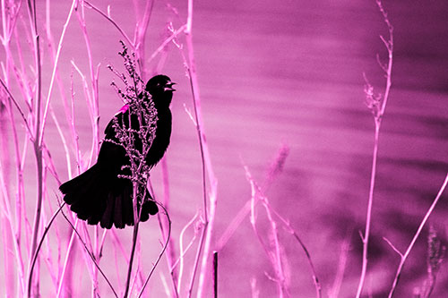 Red Winged Blackbird Chirping From Plant Top (Pink Tone Photo)