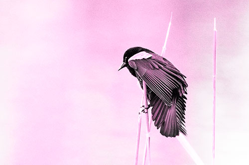 Red Winged Blackbird Clasping Onto Sticks (Pink Tone Photo)