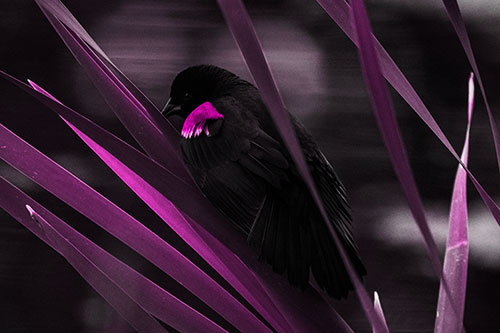 Red Winged Blackbird Watching Atop Water Reed Grass (Pink Tone Photo)