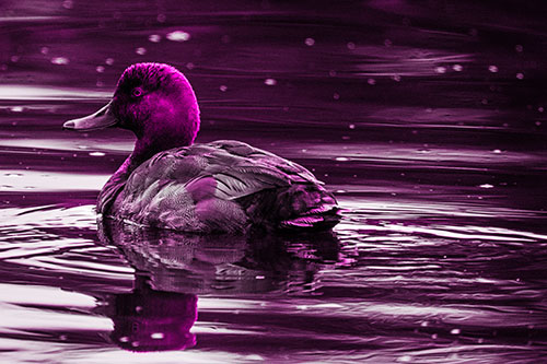 Redhead Duck Floating Atop Lake Water (Pink Tone Photo)