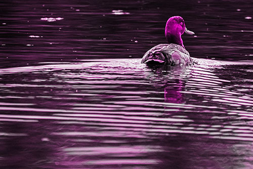 Redhead Duck Swimming Across Water (Pink Tone Photo)