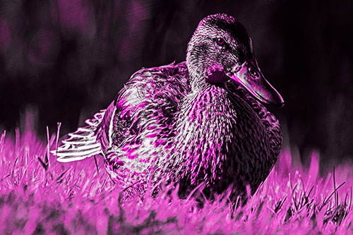 Rested Mallard Duck Rises To Feet (Pink Tone Photo)