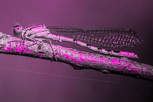 Resting Damselfly Spread Across Branch (Pink Tone)