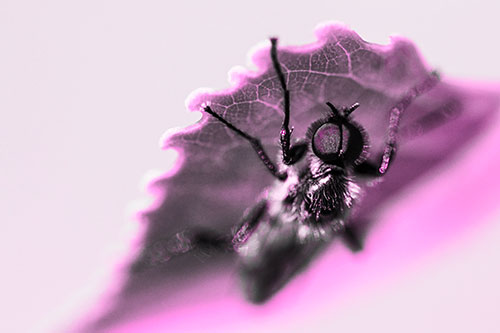 Resting March Fly Seeks Shade Beneath Leaf Petal (Pink Tone)