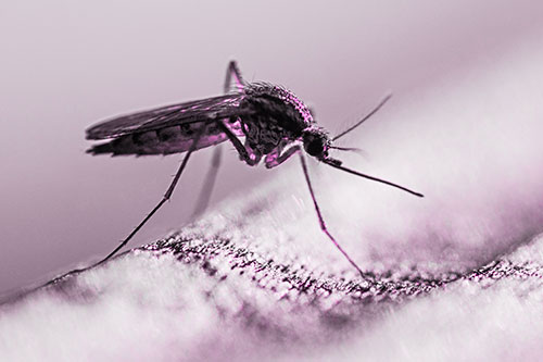 Resting Mosquito Awaits Warmth Among Sunlight (Pink Tone)