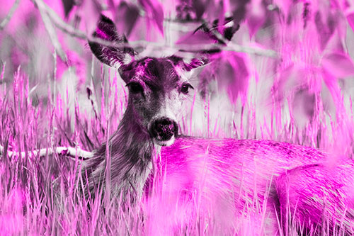 Resting White Tailed Deer Watches Surroundings (Pink Tone Photo)