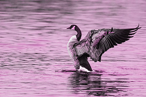 Rising Canadian Goose Spreading Wings Among Lake Top (Pink Tone)