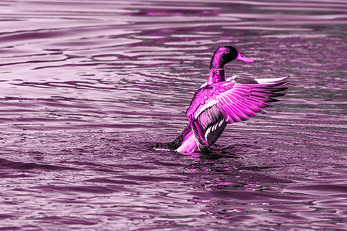 Rising Mallard Duck Flapping Wings Among Rippling Water (Pink Tone)