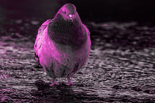 River Standing Pigeon Watching Ahead (Pink Tone Photo)