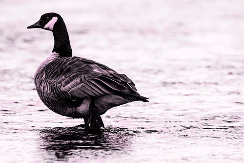 River Walking Canadian Goose (Pink Tone Photo)