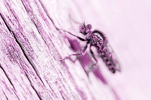 Robber Fly Perched Along Sloping Tree Stump (Pink Tone Photo)