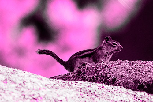 Rock Climbing Squirrel Reaches Shaded Area (Pink Tone Photo)