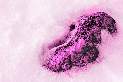 Rock Emerging From Melting Snow (Pink Tone Photo)