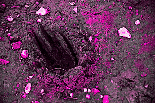 Rocks Surround Deep Mud Paw Footprint (Pink Tone Photo)