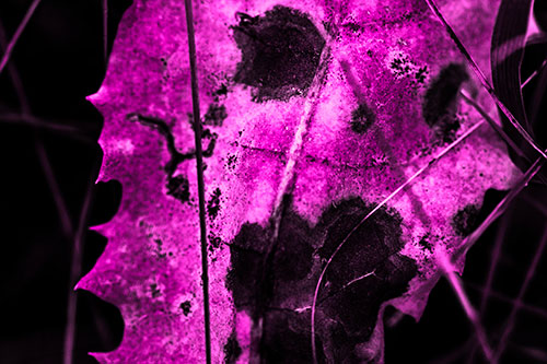 Rot Screaming Leaf Face Among Grass Blades (Pink Tone Photo)