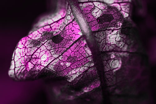Rotting Veined Leaf Stem Face (Pink Tone Photo)