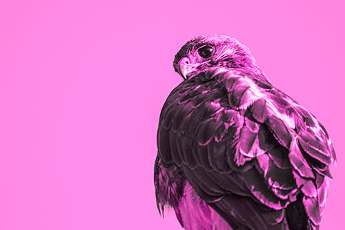 Rough Legged Hawk Glancing Backwards (Pink Tone Photo)