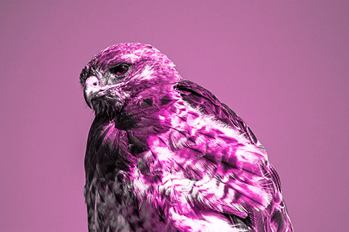 Rough Legged Hawk Keeping An Eye Out (Pink Tone Photo)