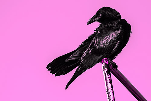 Rusted Rail Raven Keeping Watch (Pink Tone)