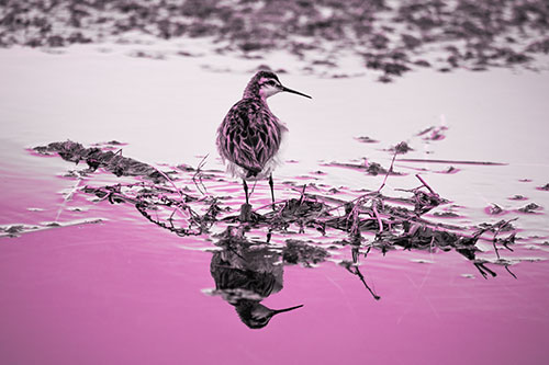 Sandpiper Bird Perched On Floating Lake Stick (Pink Tone Photo)