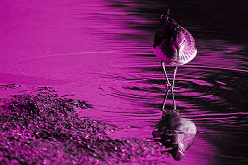 Sandpiper Watching Water Rippling Among Shoreline (Pink Tone)