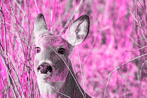 Scared White Tailed Deer Among Branches (Pink Tone Photo)