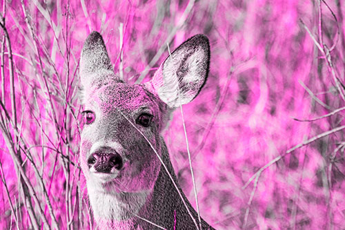 Scared White Tailed Deer Among Branches (Pink Tone)