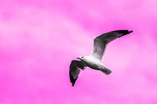 Seagull Flying Among Cloudy Overcast Sky (Pink Tone)