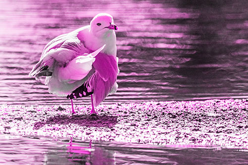 Seagull Grooming Itself Among Lake Shore (Pink Tone)