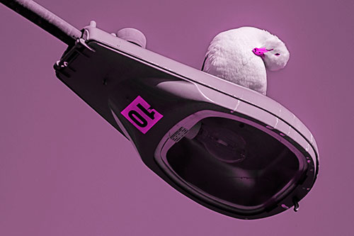 Seagull Grooming Self Atop Street Light Pole (Pink Tone)