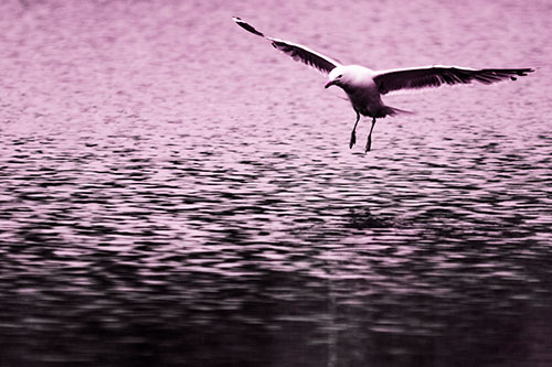 Seagull Landing On Lake Water (Pink Tone Photo)