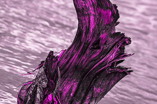 Seasick Faced Tree Log Among Flowing River (Pink Tone Photo)