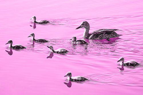 Seven Mallard Ducklings Swimming With Mother (Pink Tone)