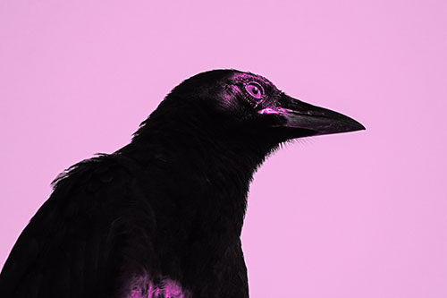 Shaded Crow Gazing Towards Sunlight (Pink Tone Photo)