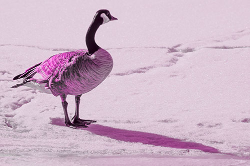 Shadow Casting Canadian Goose Standing Among Snow (Pink Tone Photo)