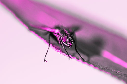 Shadow Casting Cluster Fly Dangles Leg Off Plant Leaf (Pink Tone)
